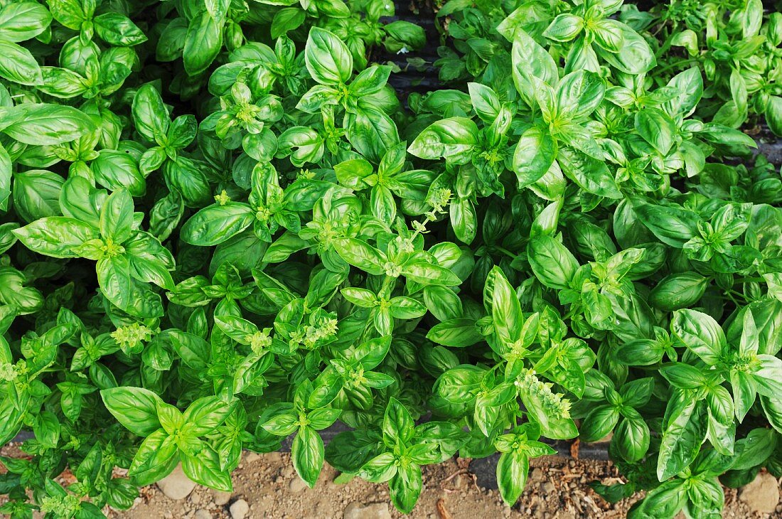 Basil growing in the field (view from above)
