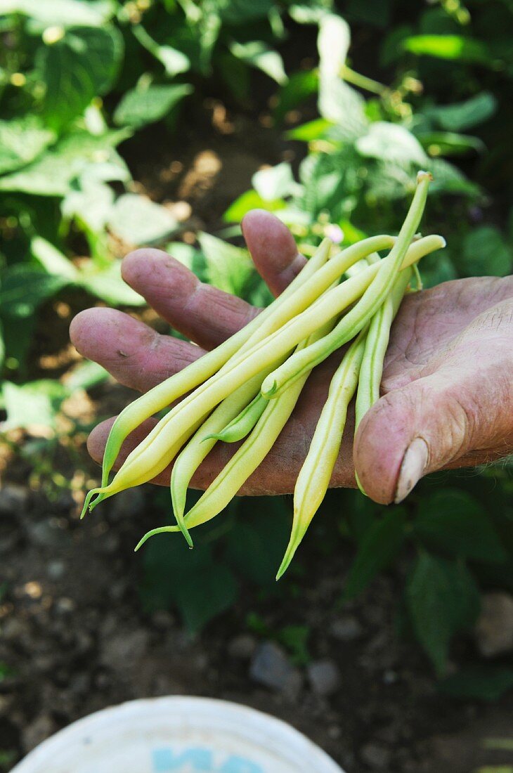 A man holding freshly harvested beans in his hand