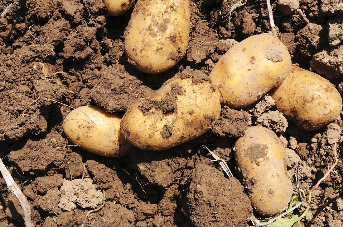 Freshly harvested potatoes on the soil