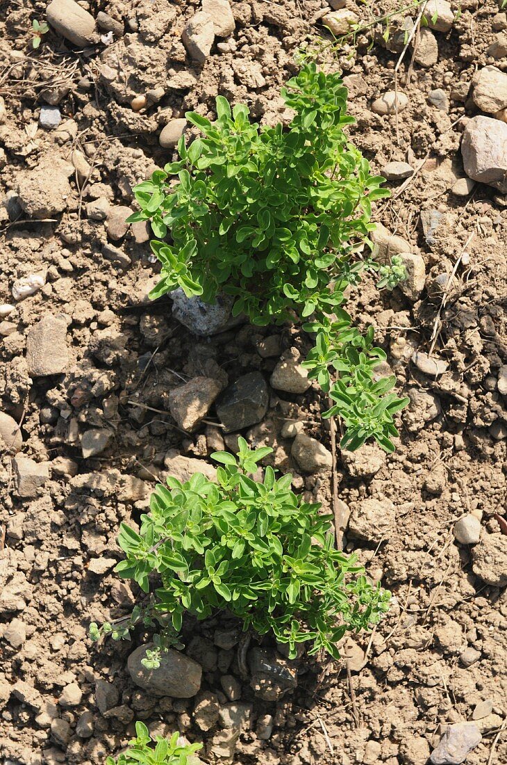 Oregano auf dem Feld