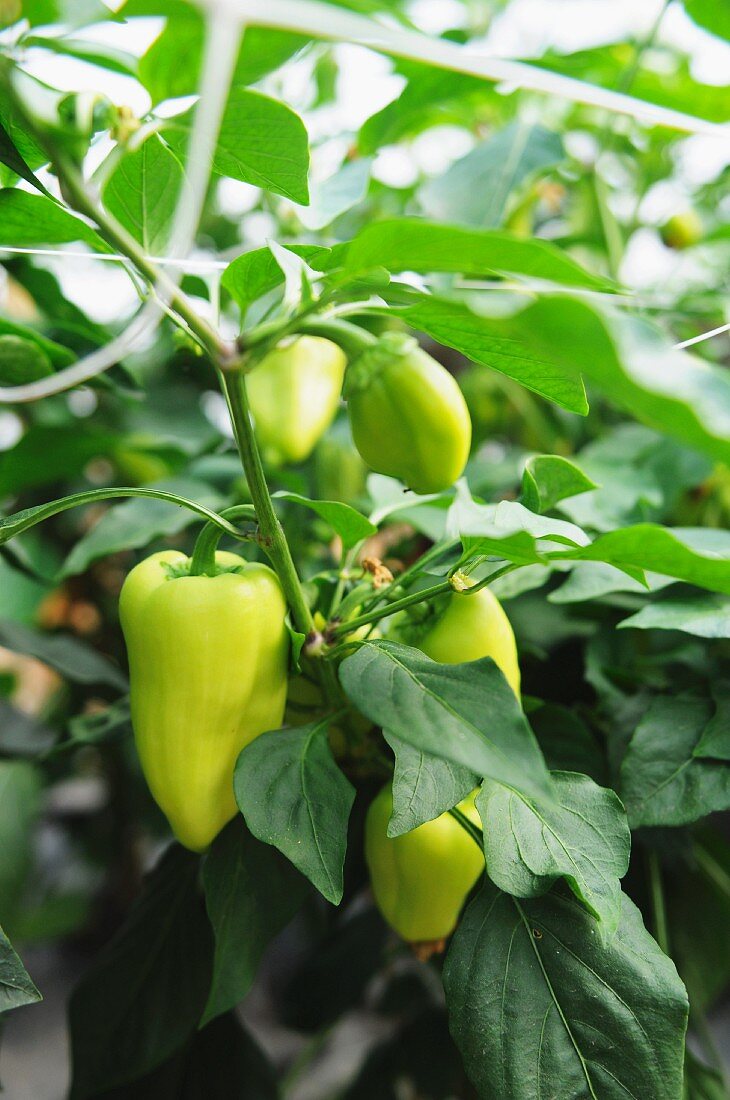 Hot peppers on the plant
