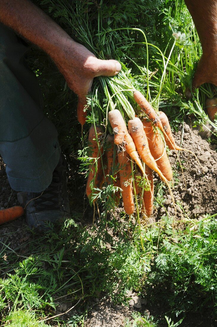 A man harvesting carrots in the field