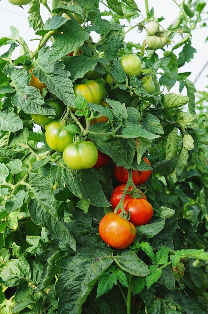 Reife & unreife Fleischtomaten am Strauch