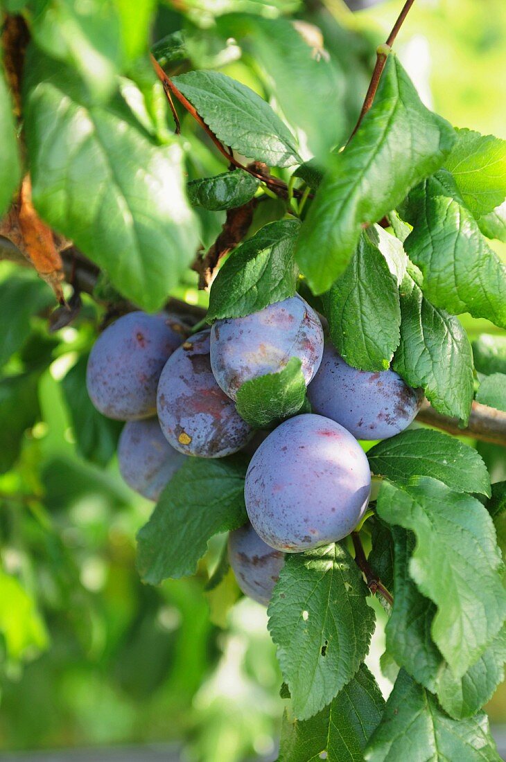 Plums on the branch