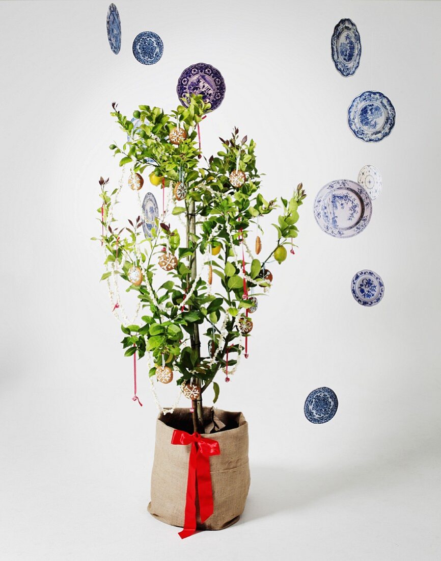 Small lemon tree decorated as Christmas tree with circular ornaments and surrounded by floating blue and white plates