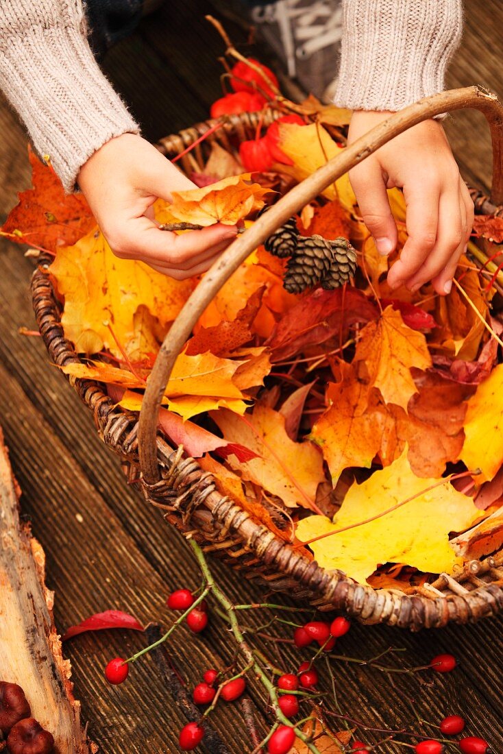 Hands of young girl and basket of collected autumn leaves and fruits