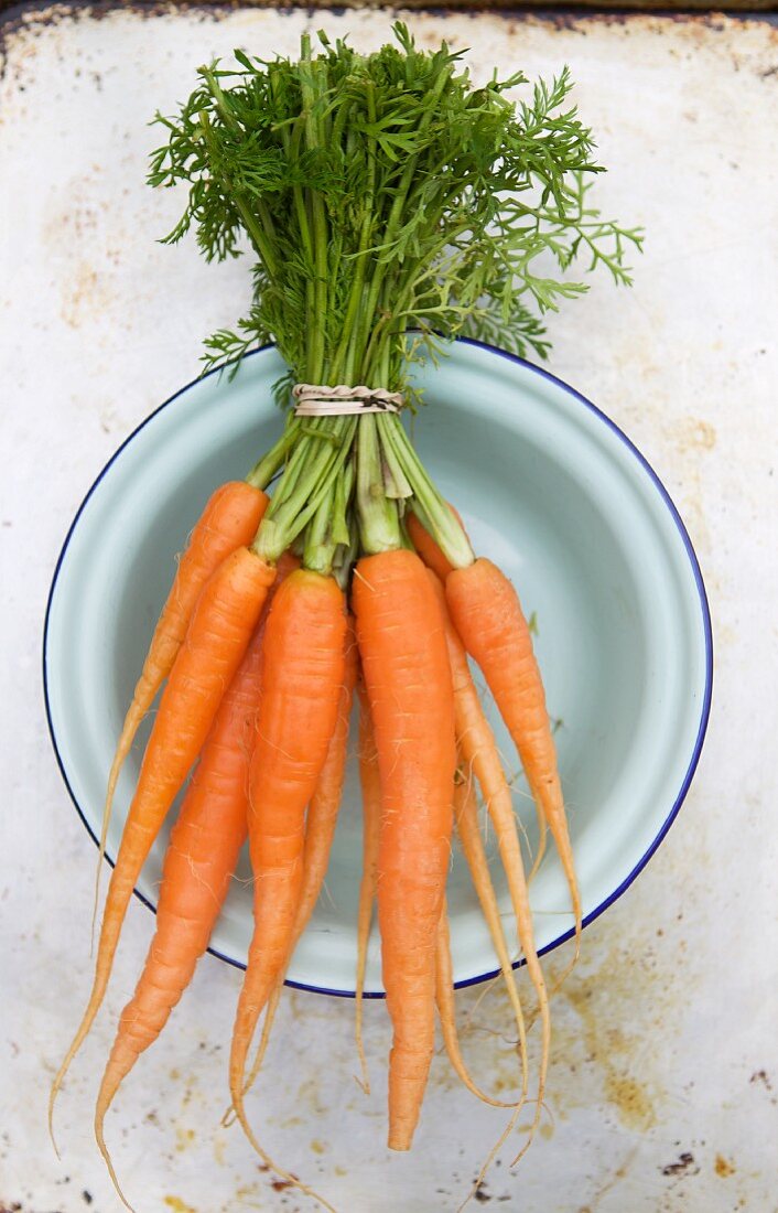 Fresh Bunch of Carrots in a Blue Bowl
