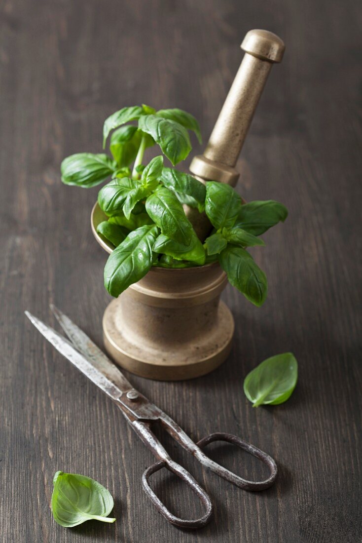 Fresh basil in a brass mortar, and an old pair of scissors
