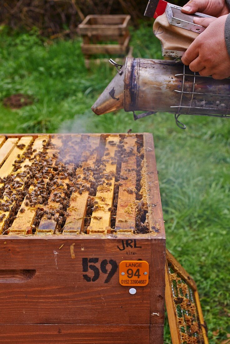 Bienen mit dem Smoker (Rauchapparat) räuchern