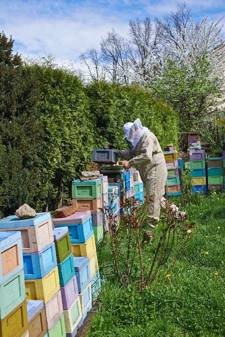 Imker bei den Bienenstöcken