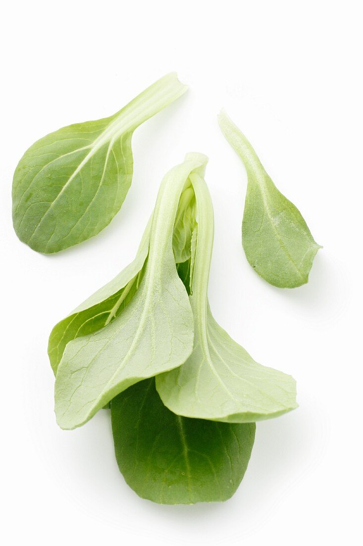 Mini-Pak Choi