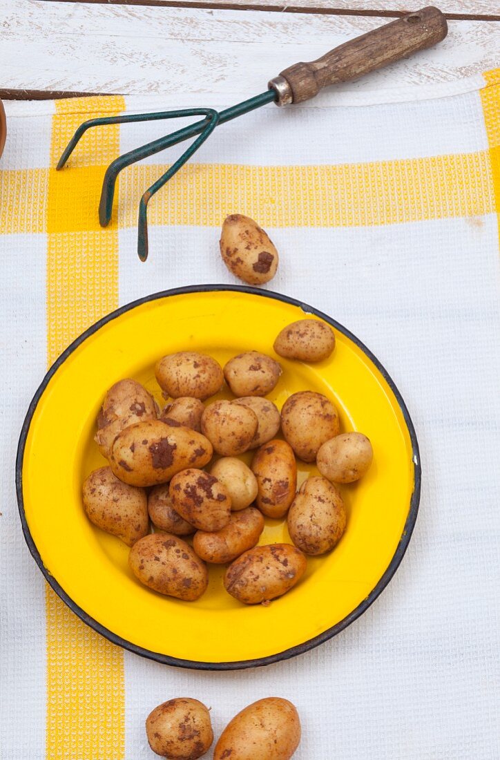 Neue Kartoffeln auf einem gelben Teller