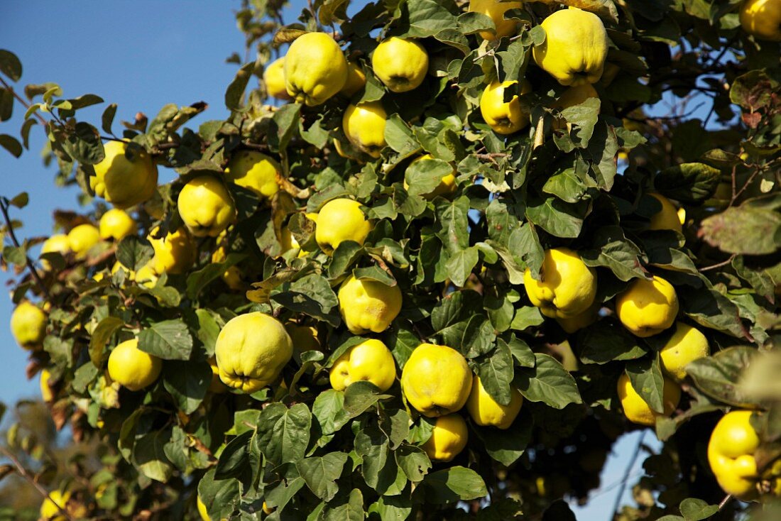 Ripe quinces on a tree