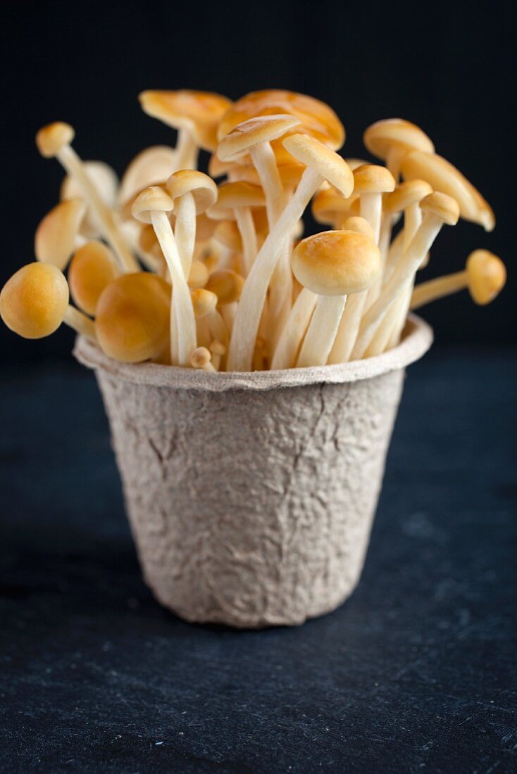 Enoki-Pilze