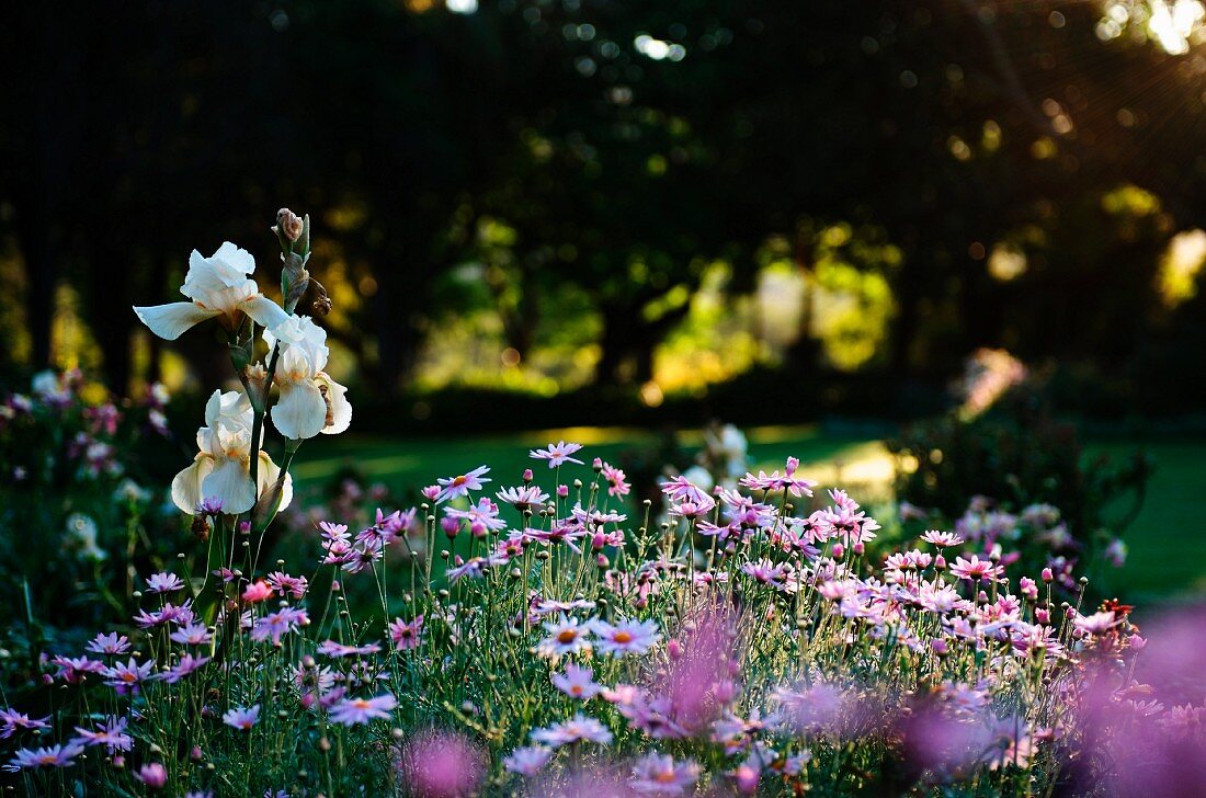 Pink marguerite daisies in garden