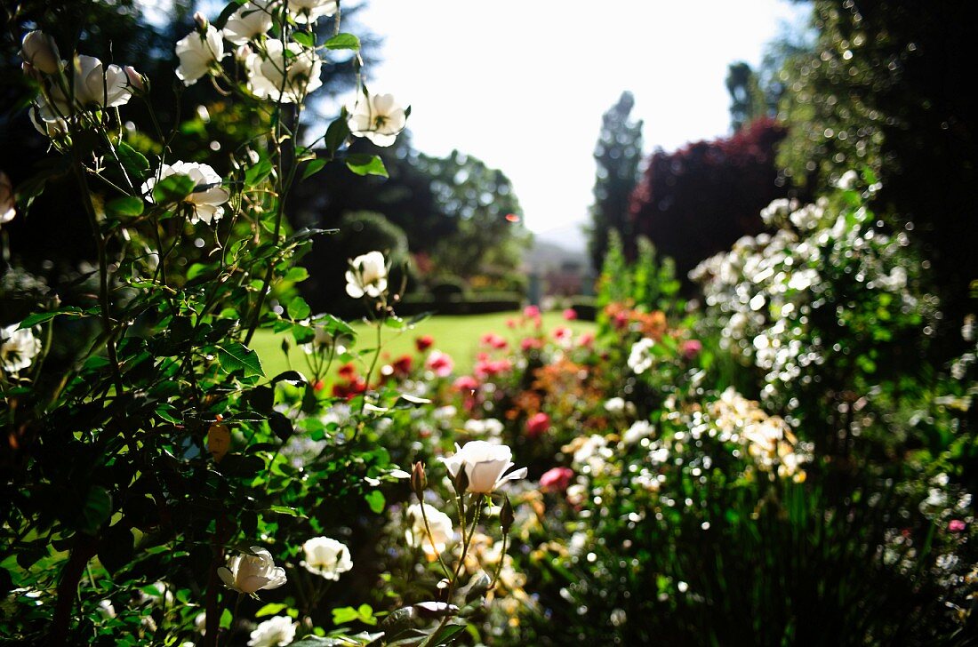 Flowering rose bushes in front of wide lawns edged with trees