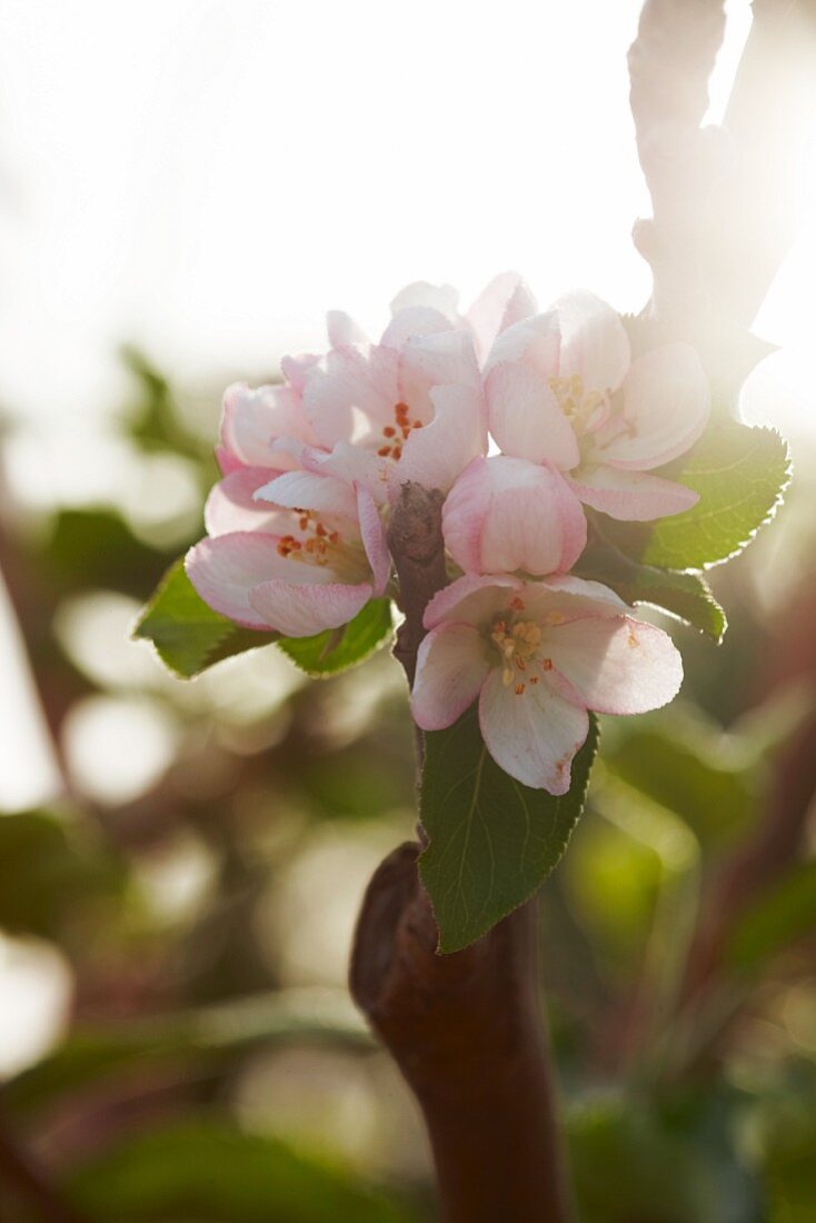 Delicate apple blossom on branch lit from behind