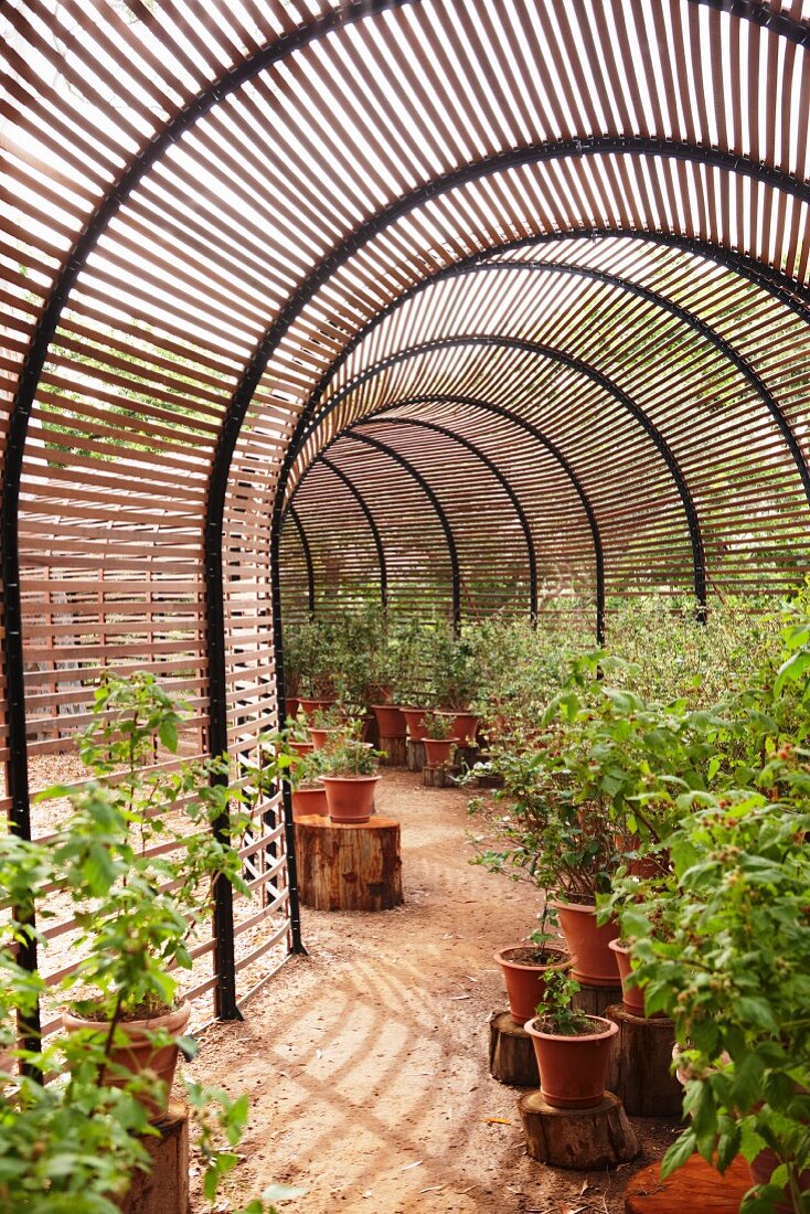 Potted plants in tunnel-shaped greenhouse with slatted shades