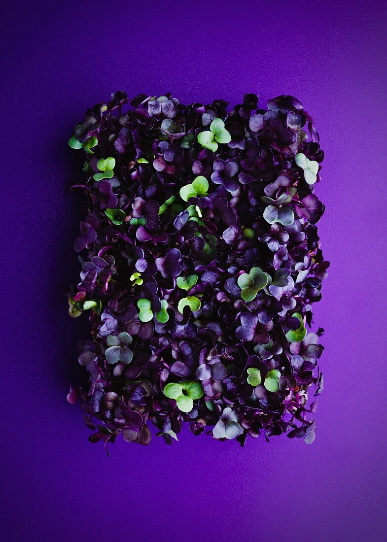 Red and green cress from above