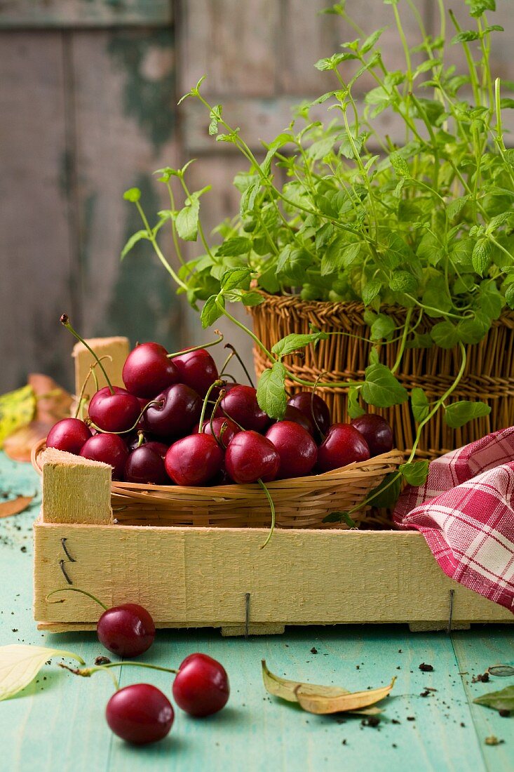 A still life featuring cherries and peppermint