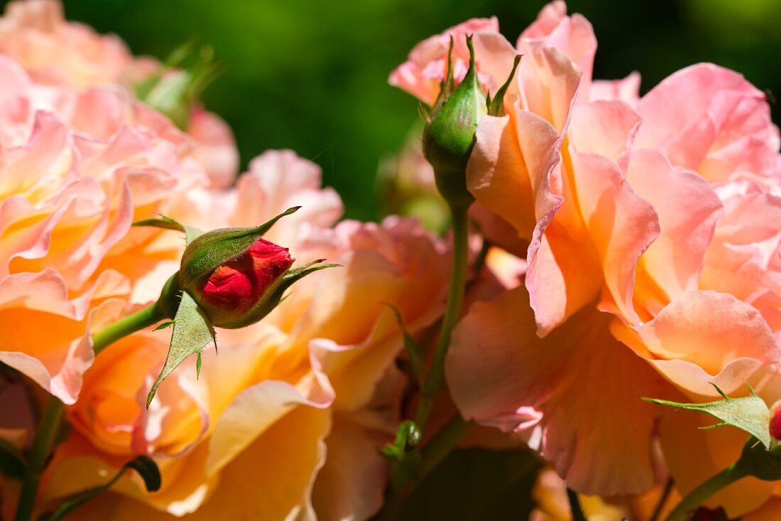 Orangefarbene Rosen im Garten, aufgeblüht und Knospen