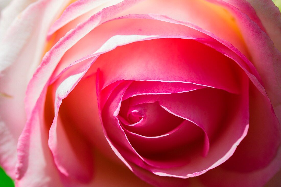 Rosenblüte (Detail)