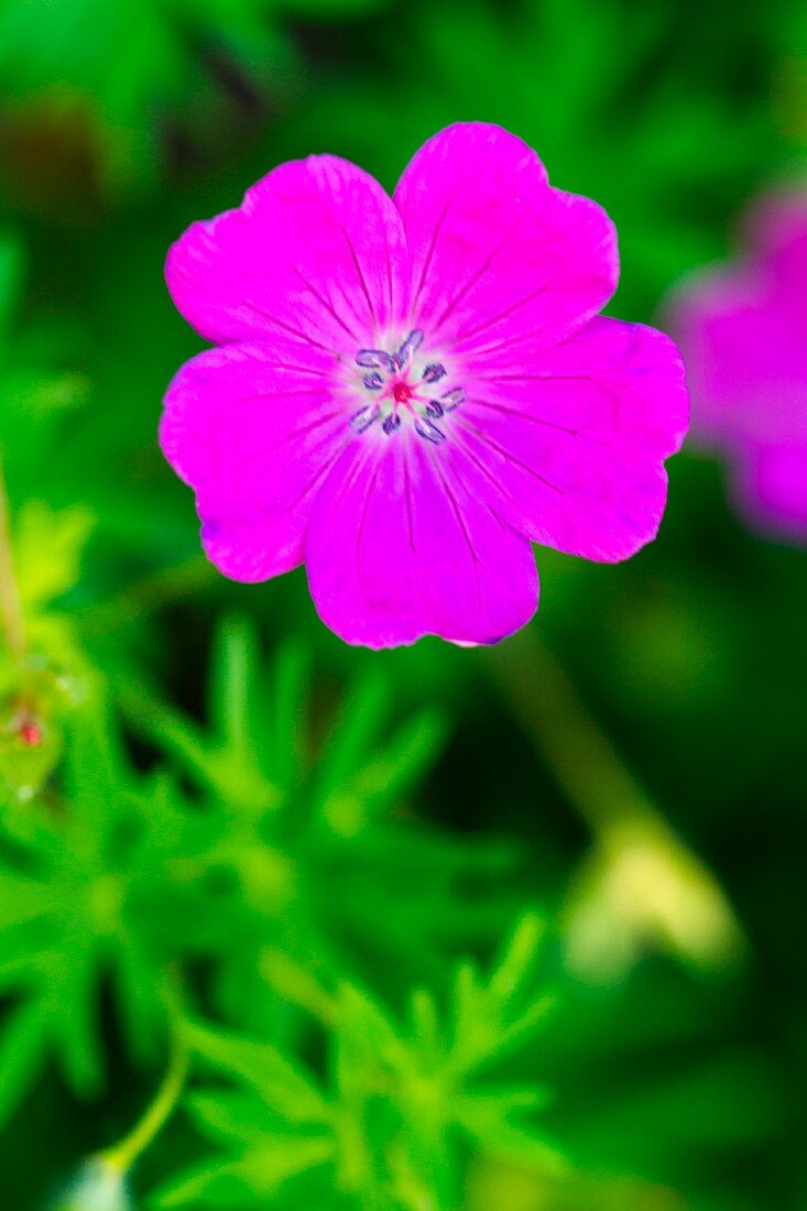 A purple garden flower (close-up)