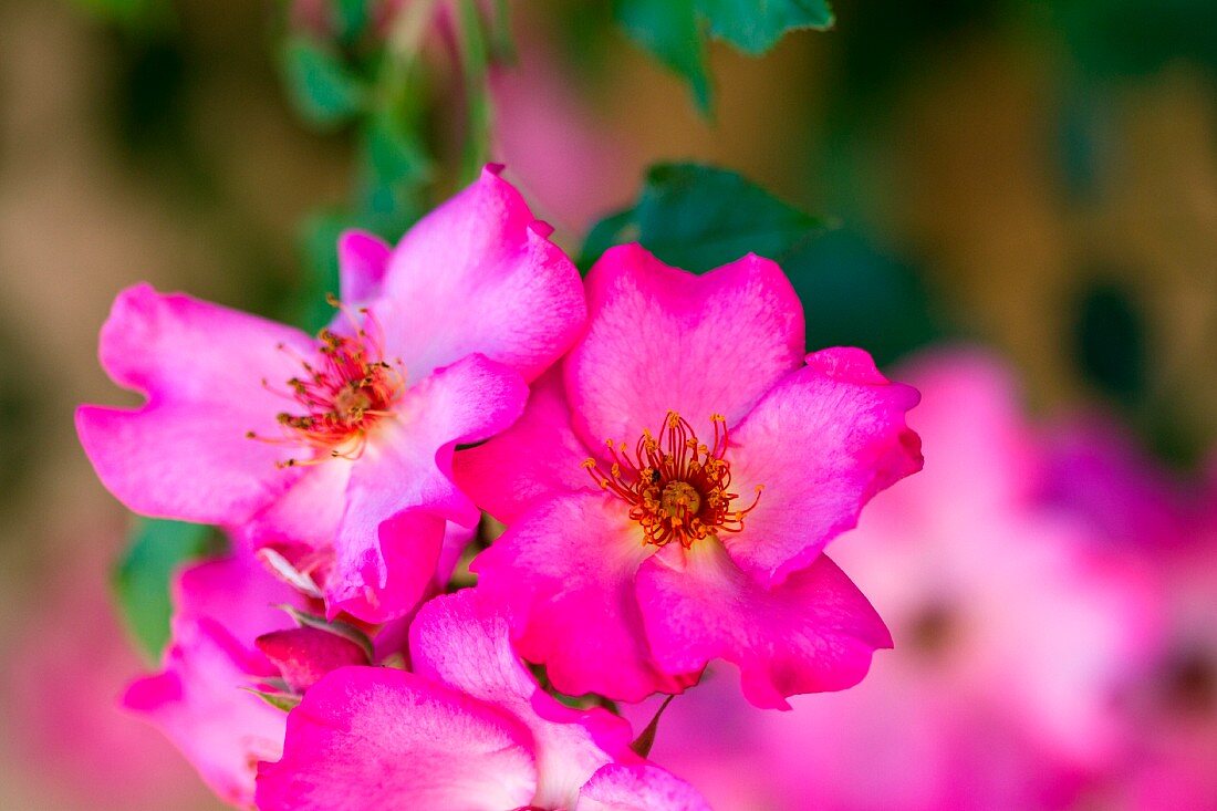 Pinkfarbene Wildrosen (Close Up)