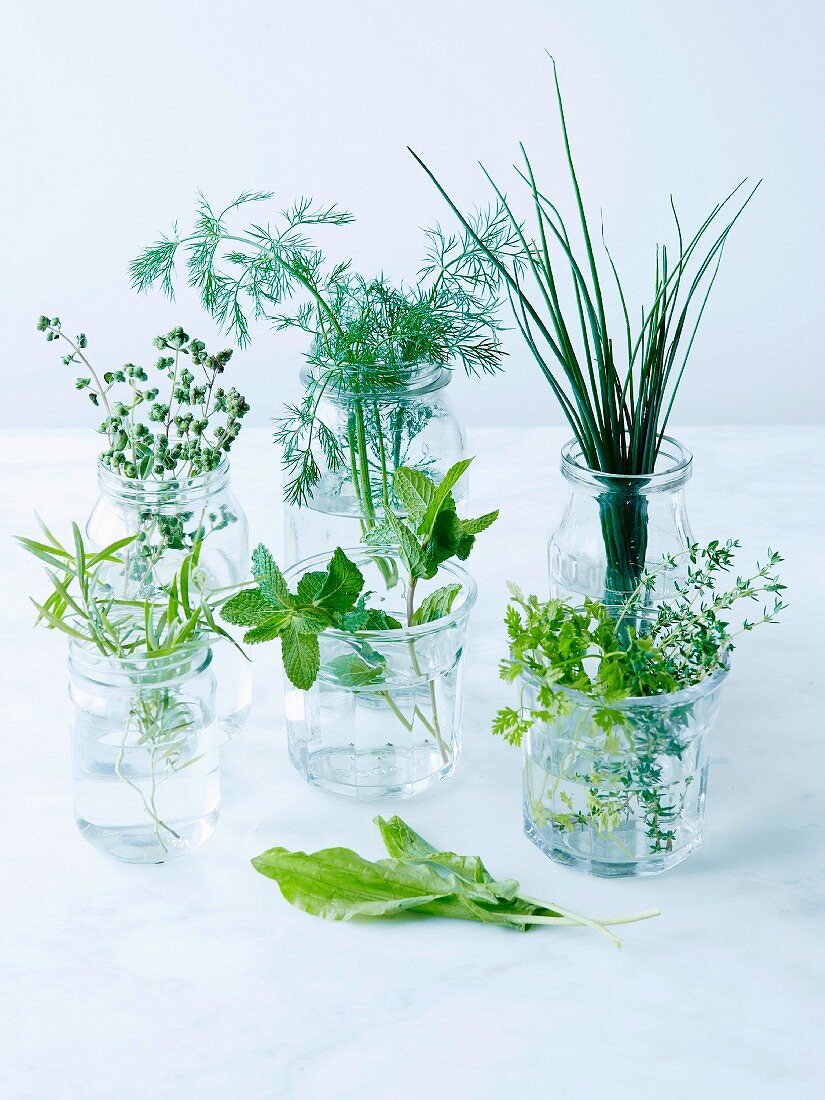 Sorrel, mint, tarragon, marjoram, dill, chives, thyme and chervil