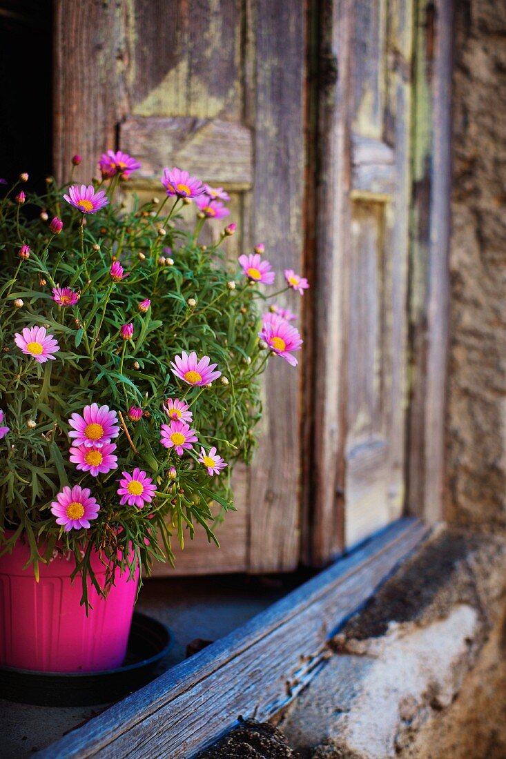 Blumentopf mit rosa Gänseblümchen in auf einer alten Fensterbank