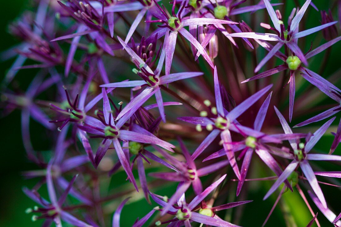 Purple flowers (close-up)