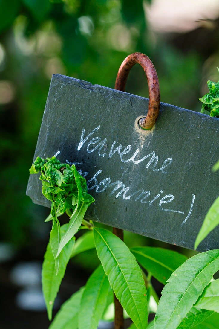 Frische Verbene im Garten mit Schild (Naturheilmittel bei Schlaflosigkeit)