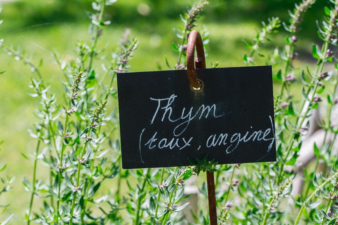 Fresh thyme in the garden with sign (natural remedy for coughs and sore throat)