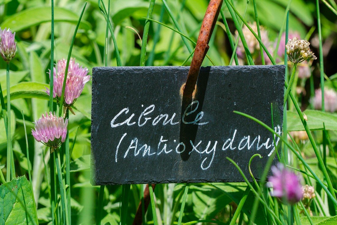 Frischer Schnittlauch im Garten mit Schild (Antioxidans)