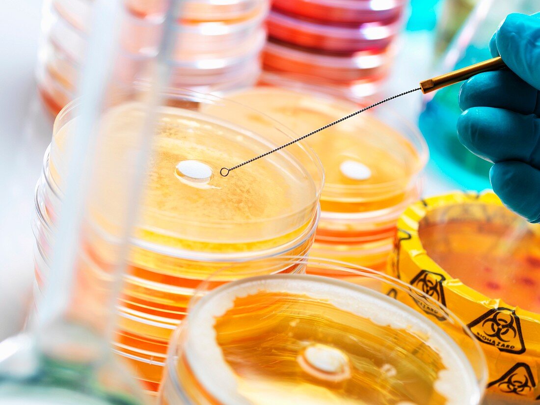 Chemical experiments on antibiotics in Petri dishes