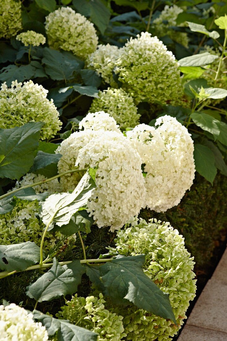 White hydrangeas in full bloom