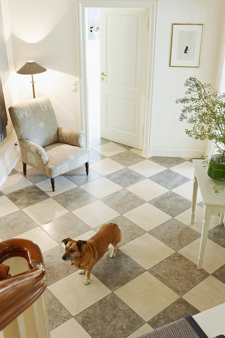 Blick von der Treppe auf Hund im Hausflur mit Schachbrettmustersteinboden grau-weiß und Polstersessel mit Stehleuchte in Zimmerecke