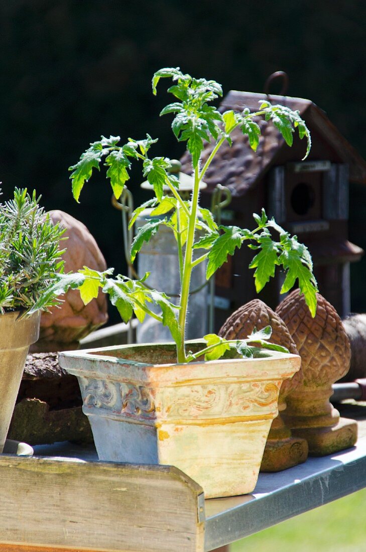 Tomato plant in a terra cotta pot on a metal surface