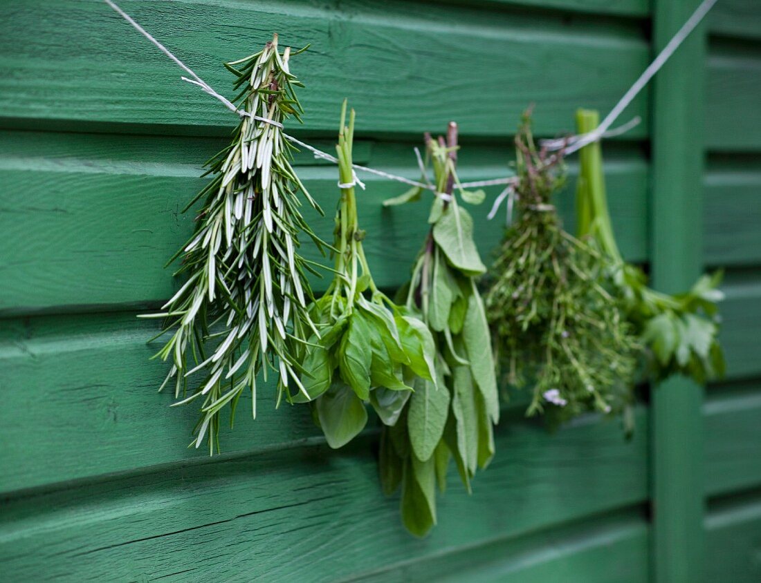 Bunches of herbs hanging in front of a wooden wall