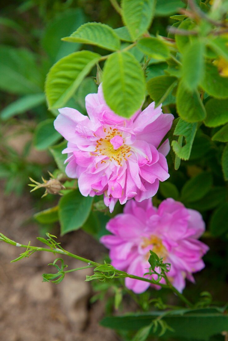 Wild roses on the bush