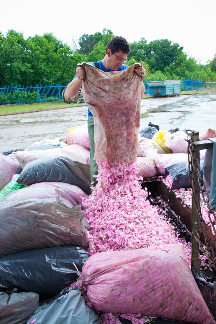 Mann schüttet Wildrosenblüten aus einem Sack