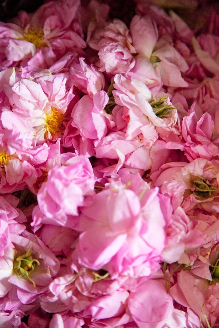 Rose petals being dried