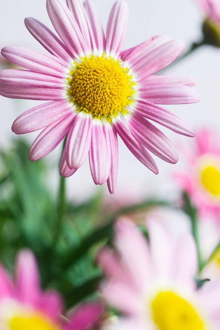 Cape daisy (Osteospermum spec.)