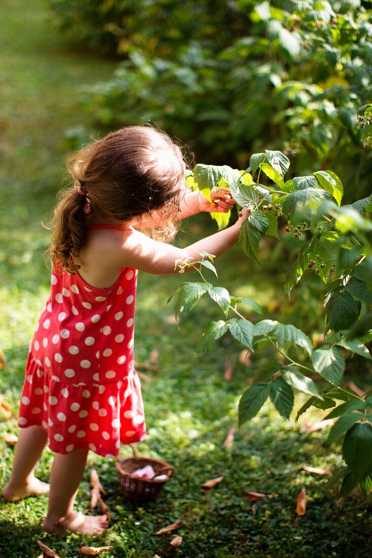 Kleines Mädchen pflückt Himbeeren