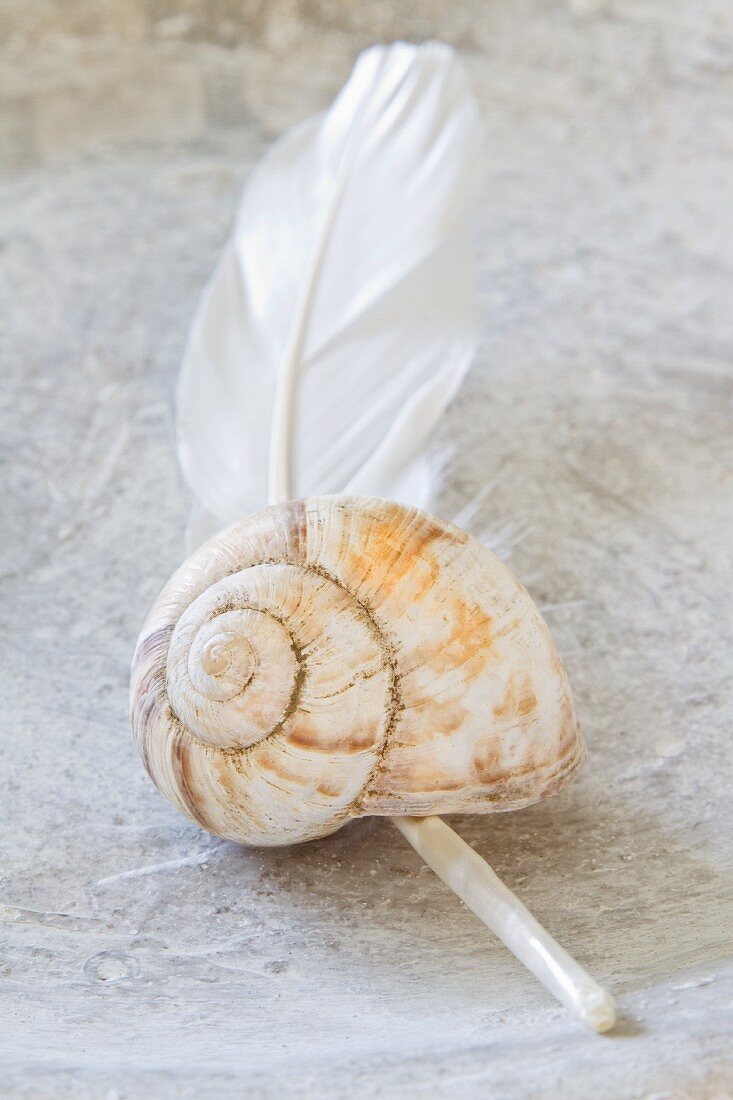 Snail shell on a white feather