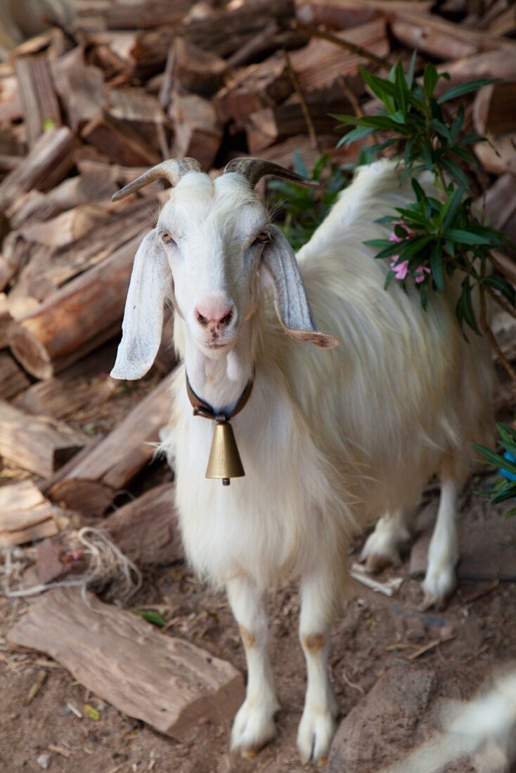 A white goat with a bell