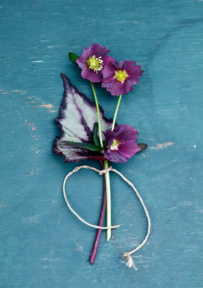 Purple hellebores flowers and rex begonia leaf tied together