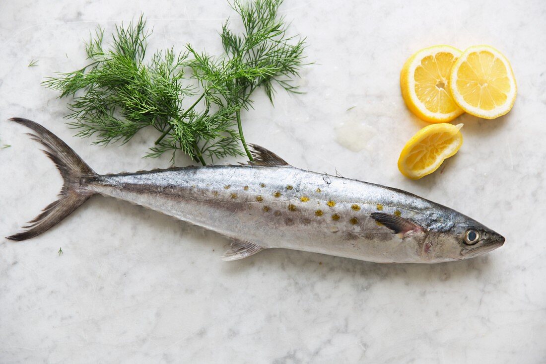 Ganze frische Makrele auf Marmor mit Zitrone und Dill