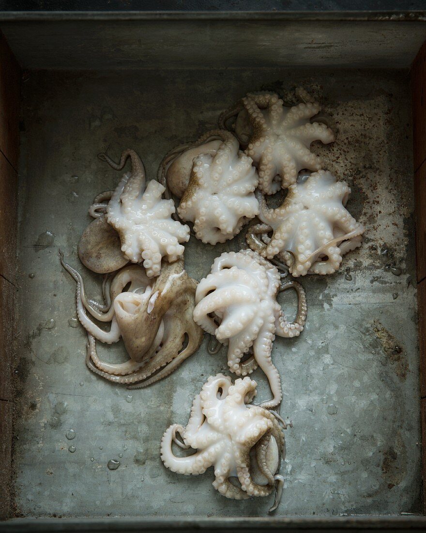 Sieben frische Octopusse auf Backblech