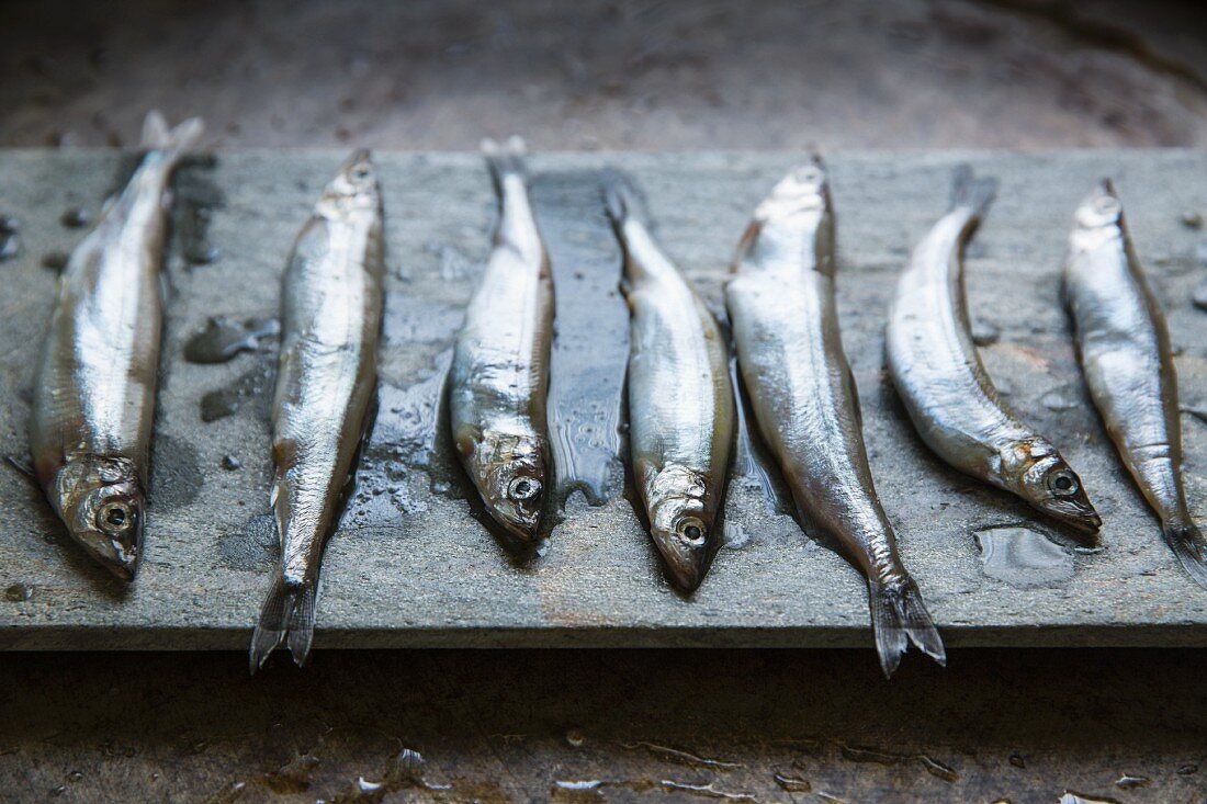 A Row of Seven Fresh Sardines on Slate